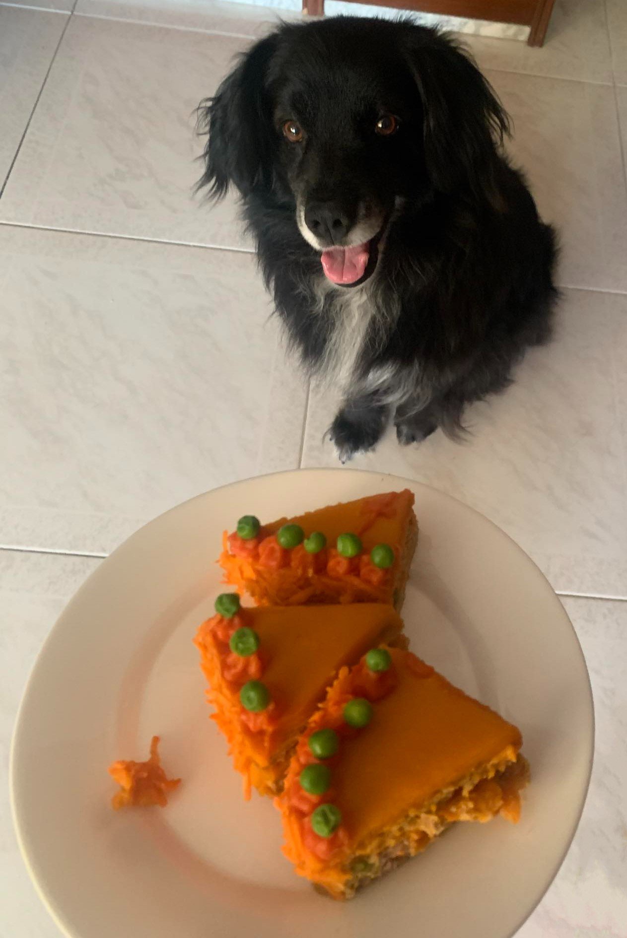 photo-of-dog-with-cake